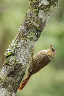 Lesser Woodcreeper (Xiphorhynchus fuscus) perched on a branch in the Atlantic Rainforest of Brazil