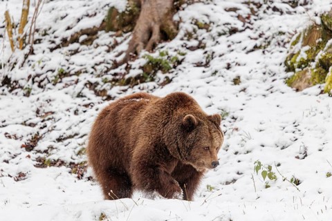 A Eurasian brown bear (Ursus arctos arctos) runs across a snow-covered meadow in hilly terrain.
