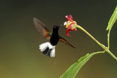 Black-bellied Hummingbird (Eupherusa nigriventris) male flying while feeding at a flower, Bosque de