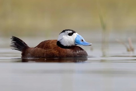 White-headed Duck (Oxyura leucocephala) male, Spain