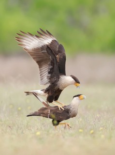 Northern Crested Caracara (Caracara cheriway) pair mating, Texas, USA