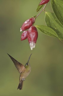 Fawn-breasted Brilliant (Heliodoxa rubinoides), Ecuador