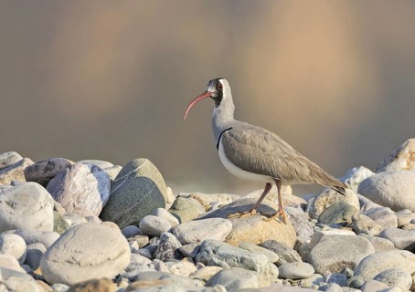 Ibisbill (Ibidorhyncha struthersii), Uttarakhand, India