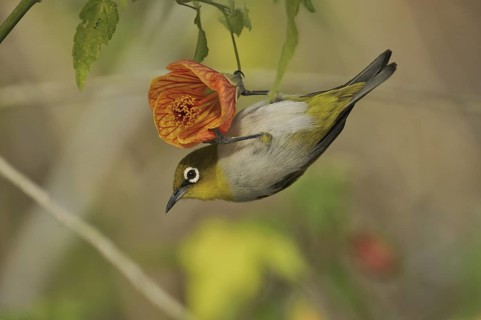 Oriental White-eye (Zosterops palpebrosus), Kerala, India