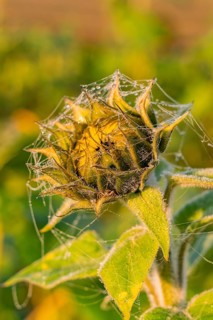 Faded flower surrounded by cobwebs and drops in green surroundings, Gechingen, Black Forest,