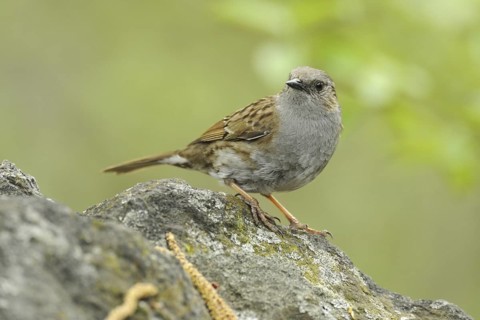 Dunnock (Prunella modularis), North Rhine-Westphalia, Germany