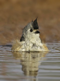 Black-crested Titmouse (Baeolophus atricristatus), Texas, USA