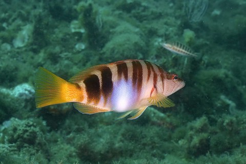 Sculpted perch (Serranus scriba)