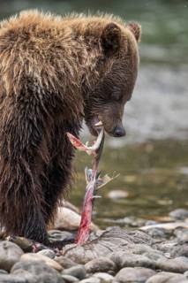 Grizzly Bear (Ursus arctos horribilis) hunting Pacific Salmon, British Columbia, Canada