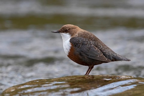 White-throated Dipper (Cinclus cinclus), Baden-Wuerttemberg, Germany