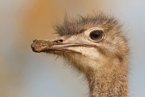 Common Ostrich (Struthio camelus), Rhineland-Palatinate, Germany