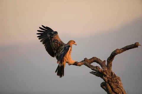 Juvenile Iberian Eagle (Aquila adalberti), Spanish imperial eagle, Extremadura, Castilla La Mancha,