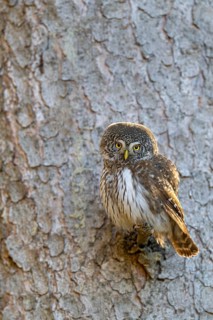 Pygmy Owl (Glaucicium passerinum), sitting on the branch of a tree, Pirchner Ast, Schwaz, Tyrol,