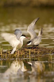 Whiskered Tern (Chlidonias hybrida) mating, Castile-La Mancha, Spain