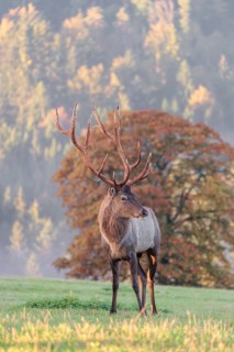 An Altai maral deer or Altai moose (Cervus canadensis sibiricus) stands in a meadow in the first