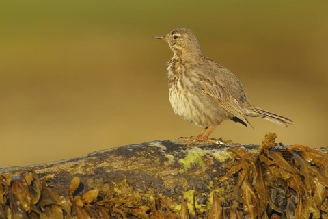 Eurasian Rock Pipit (Anthus petrosus), Seahouses, United Kingdom