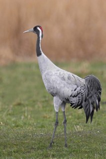 Common Crane (Grus grus), Mecklenburg-Western Pomerania, Germany