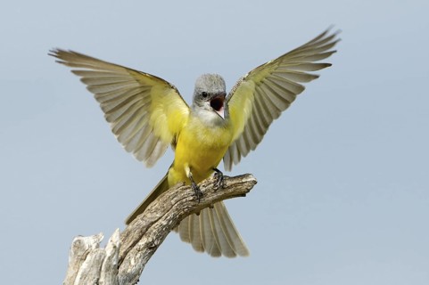 Couch's Kingbird (Tyrannus couchii) singing, Texas, USA