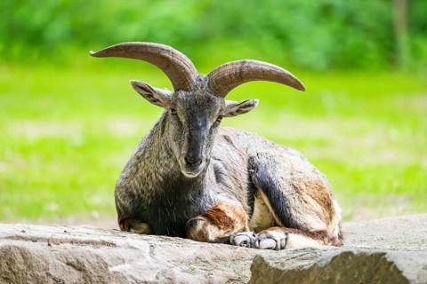 Bharal (Pseudois nayaur) lying on a rock, Germany