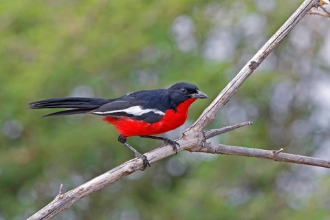 Black-headed Gonolek (Laniarius erythrogaster), Savuti, Botswana