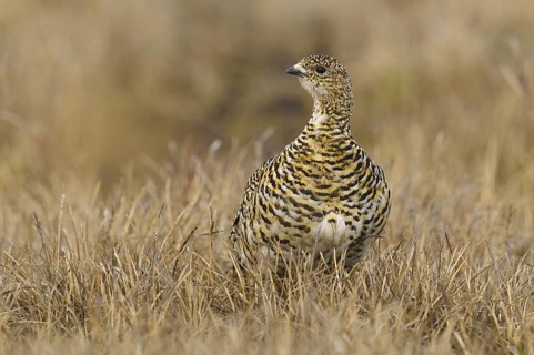 Rock Ptarmigan (Lagopus muta) female, Alaska, USA