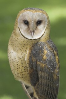 Western Barn Owl (Tyto alba), Alberta, Canada