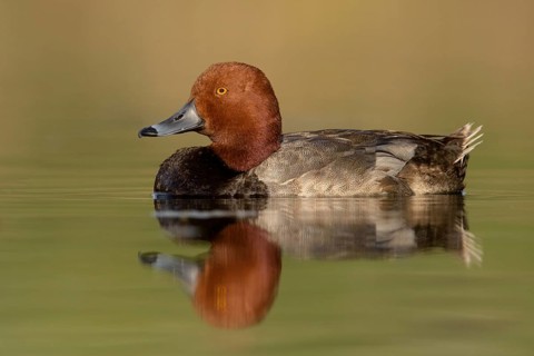 Redhead (Aythya americana) male, British Columbia, Canada