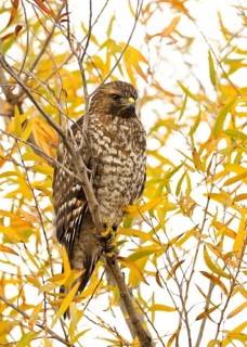 Immature Red-shouldered Hawk perched in willow tree with fall color