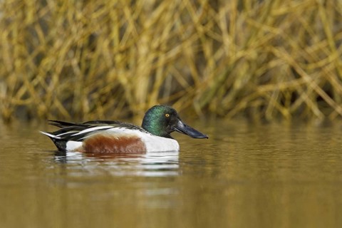 Northern Shoveler (Spatula clypeata) male, British Columbia, Canada