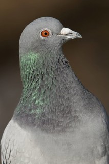 Rock Dove (Columba livia), British Columbia, Canada