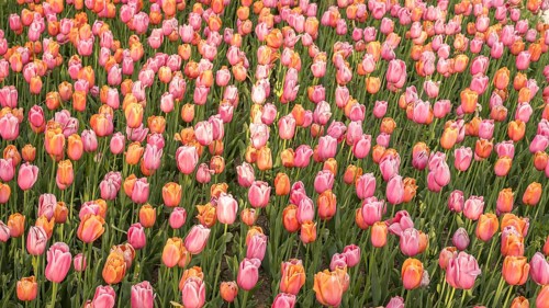 A vibrant field of pink and orange tulips in full bloom, creating a colorful and lush landscape.