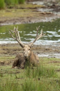 Père david's deer (Elaphurus davidianus) lying on the shore of a lake, captive, southern Sweden,