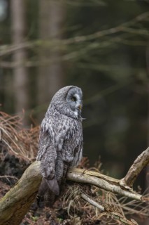 One great grey owl (Strix nebulosa) sitting on the root of a fallen spruce tree