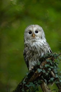 Ural Owl (Strix uralensis), captive, Germany
