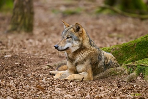 A wolf lies relaxed in the forest on a leaf-covered ground, Wolf (Canis Lupus), Germany