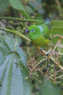 Blue-naped Chlorophonia (Chlorophonia cyanea) perched on a branch in Manu National Park, Peru
