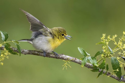 Yellow-throated Vireo (Vireo flavifrons) perched on a branch, Texas, USA