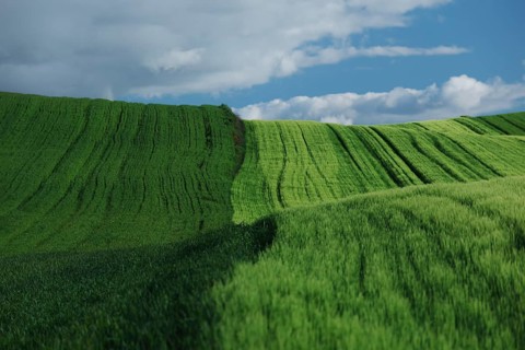 A panoramic view of lush green fields rolling under a partly cloudy sky, displaying vibrant hues in
