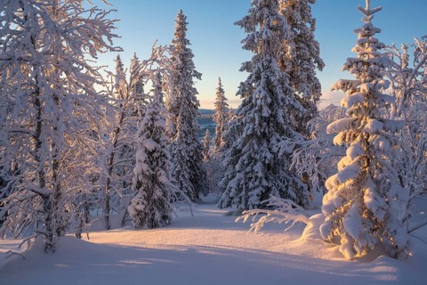 Snowy spruces and birches, Norrbotten, Lapland, Sweden, February 2024
