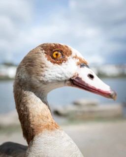 Nile goose (Alopochen aegyptiaca) in profile view, close-up, nictitating membrane half over the