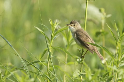 Marsh Warbler (Acrocephalus palustris), Vorarlberg, Austria
