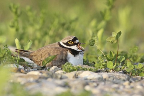 Little Ringed Plover (Charadrius dubius) male, Zurich, Switzerland
