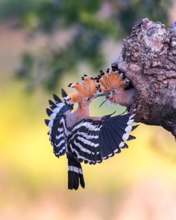 Eurasian Hoopoe (Upupa epops) feeding chick in breeding cavity, Saxony-Anhalt, Germany
