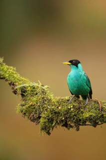 A green honeycreeper, Costa Rica