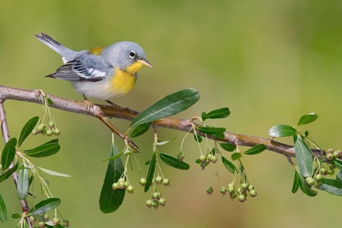 Northern Parula (Setophaga americana) male perched on a branch, Texas, USA