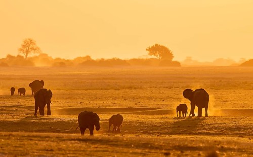 African elephant (Loxodonta africana), silhouette, sunset, atmospheric light, Ihaha, Chobe National