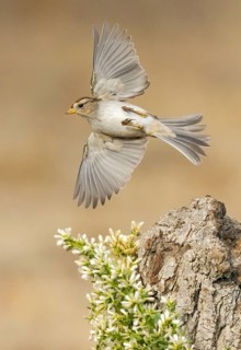 White-crowned Sparrow (Zonotrichia leucophrys) flying, California, USA