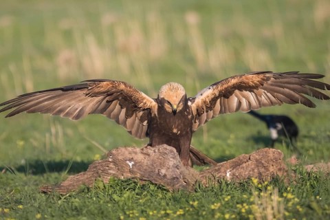 Marsh harrier (Circus aeruginosus), Extremadura, Castilla La Mancha, Spain