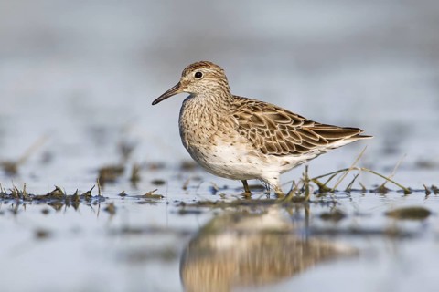 Sharp-tailed Sandpiper (Calidris acuminata), Victoria, Australia