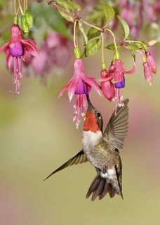Ruby-throated Hummingbird (Archilochus colubris), Texas, USA